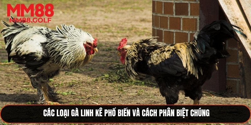 Những loại gà Linh Kê phổ biến và cách phân loại chúng