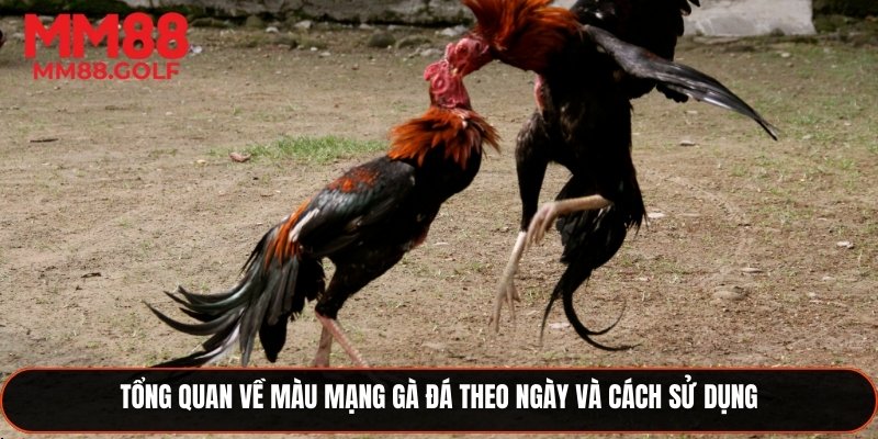 Tổng quan về màu mạng gà đá theo ngày và hướng dẫn sử dụng