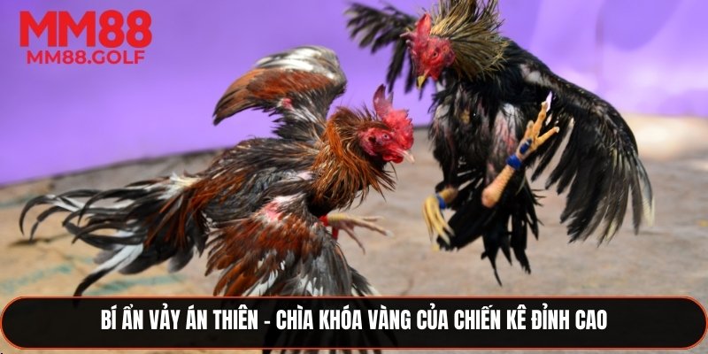 Bí Ẩn Vảy Án Thiên – Chìa Khóa Vàng Của Chiến Kê Đỉnh Cao